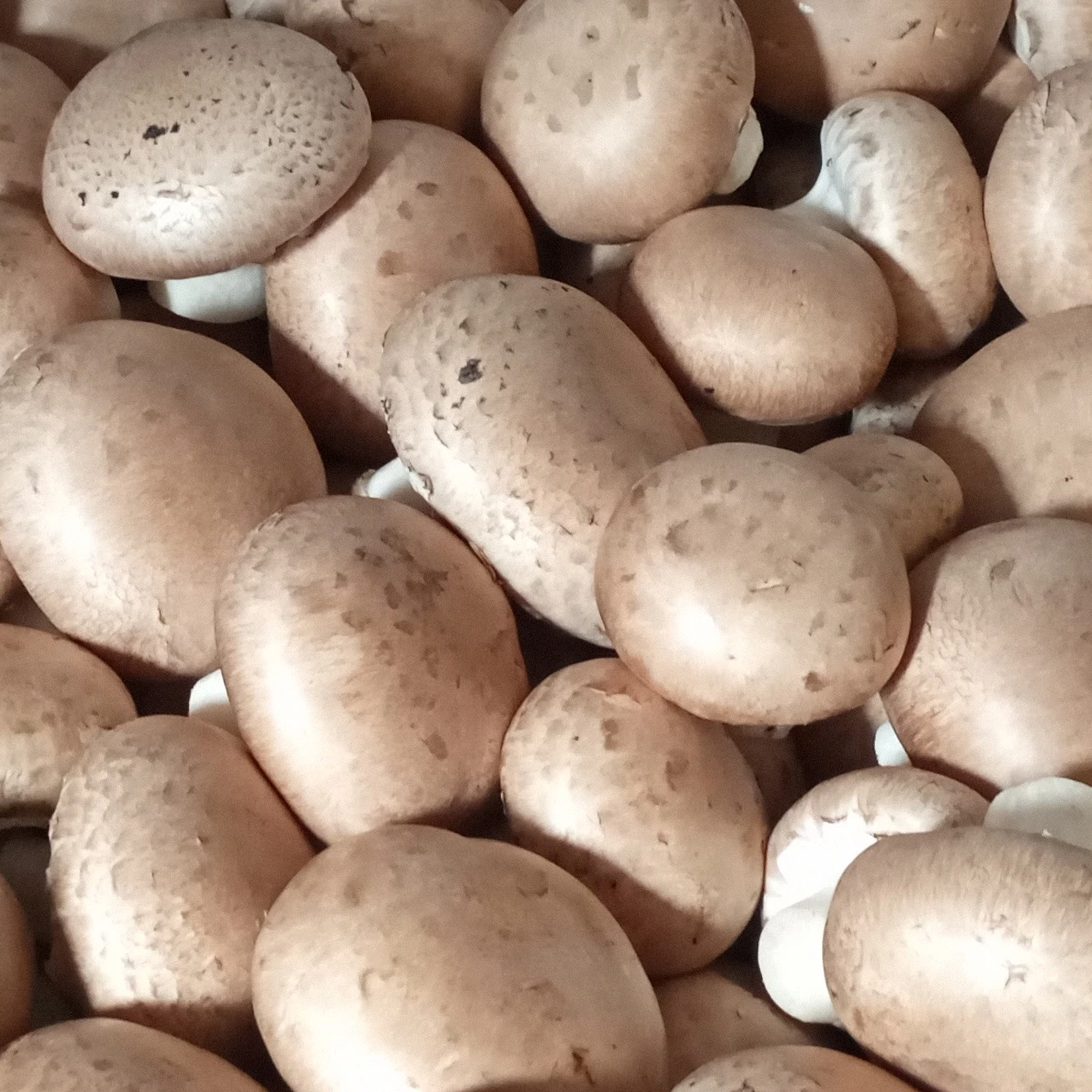 Barna csiperkegomba 1 kg