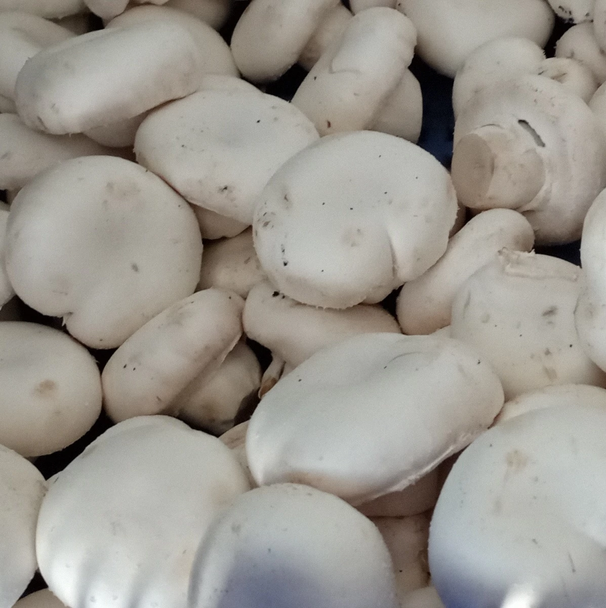 Fehér csiperkegomba 300 g