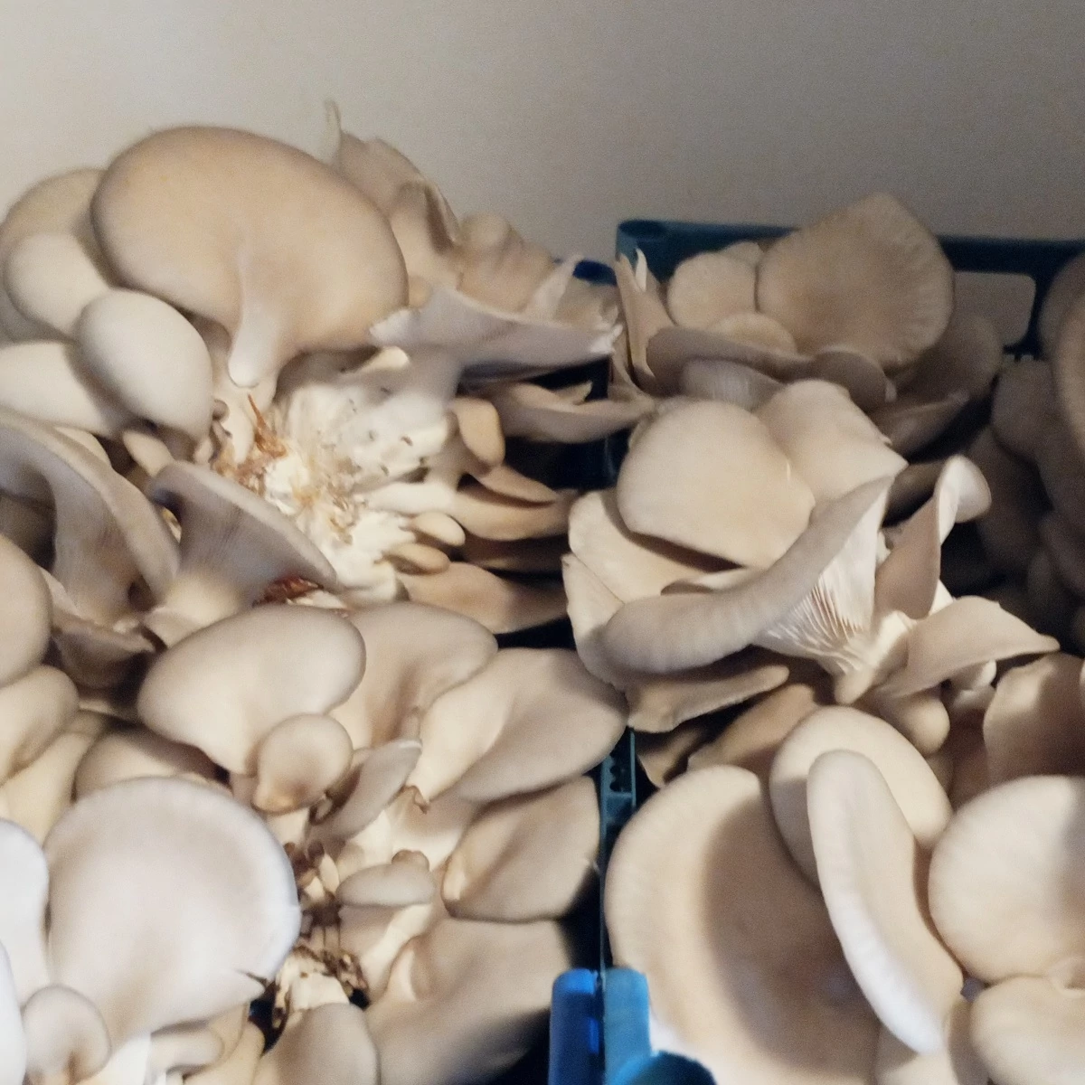 Laskagomba 1 kg