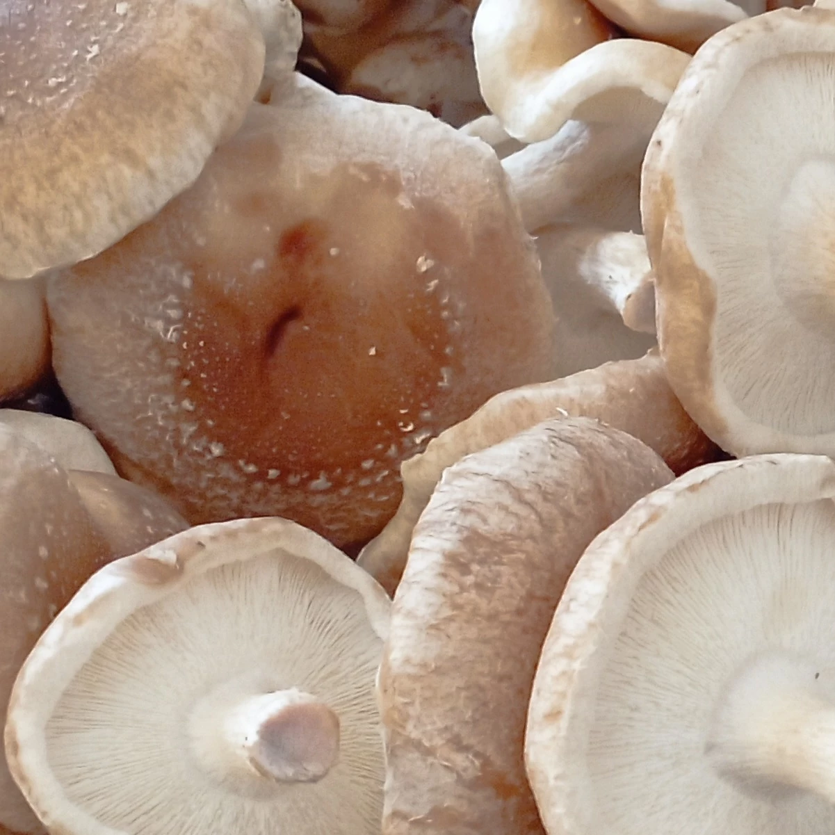 Shiitake gomba 500 g